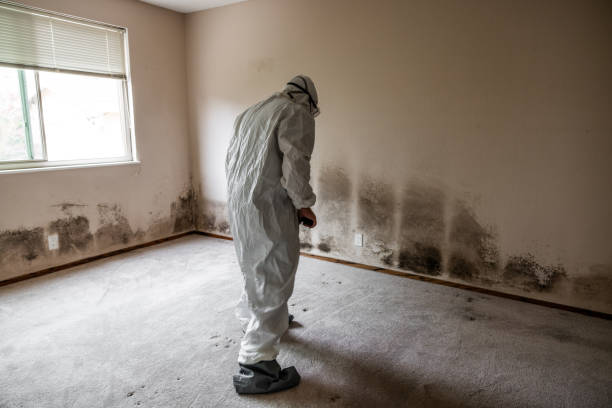 Best White Mold Remediation in Hamilton, IN